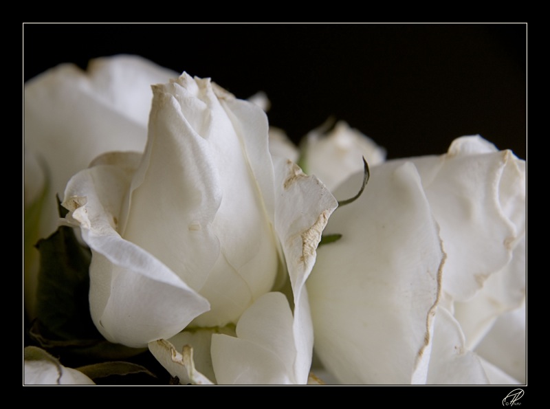 DSC00916-011