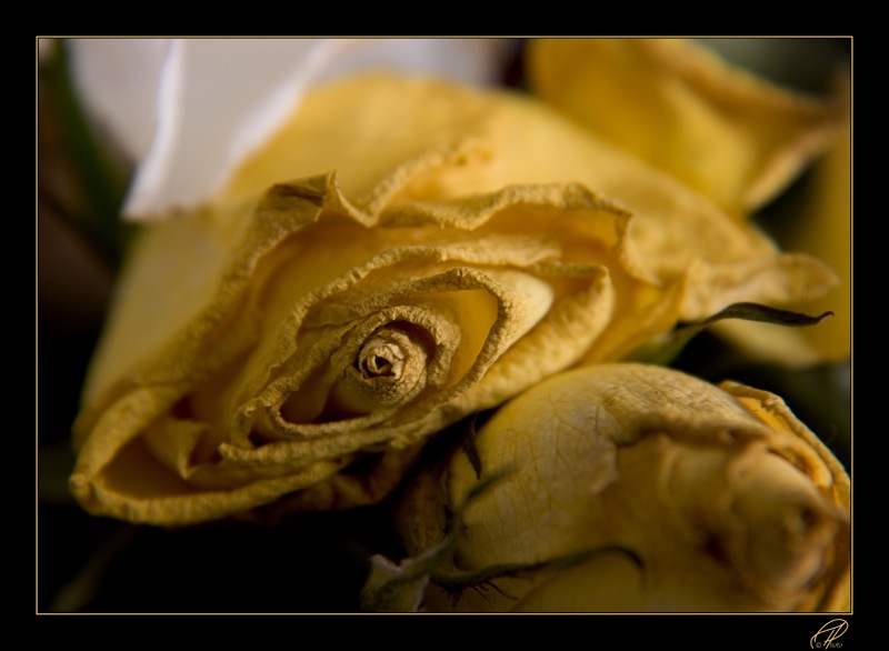 DSC00933-01