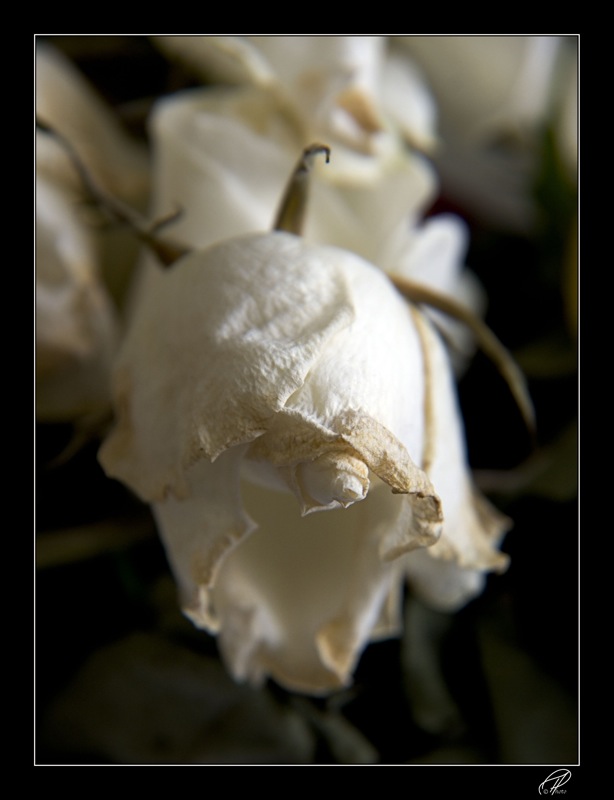 DSC00934-01