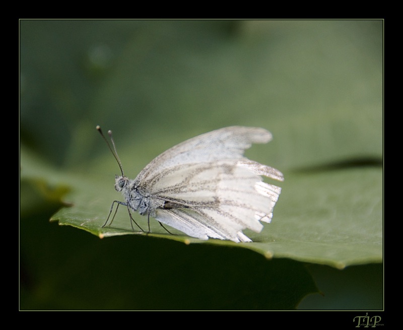 sommerfugl