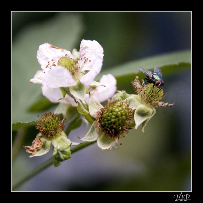 flue på blomst