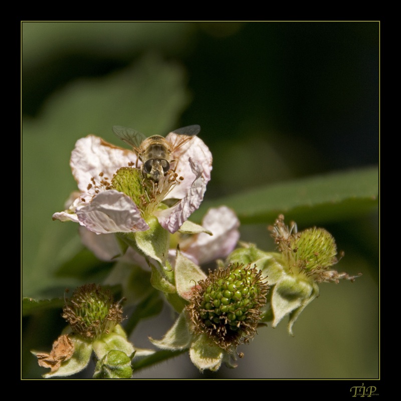 flue på blomst II