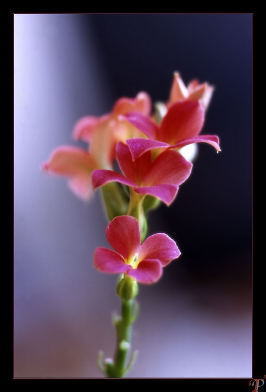 lilleroed-01