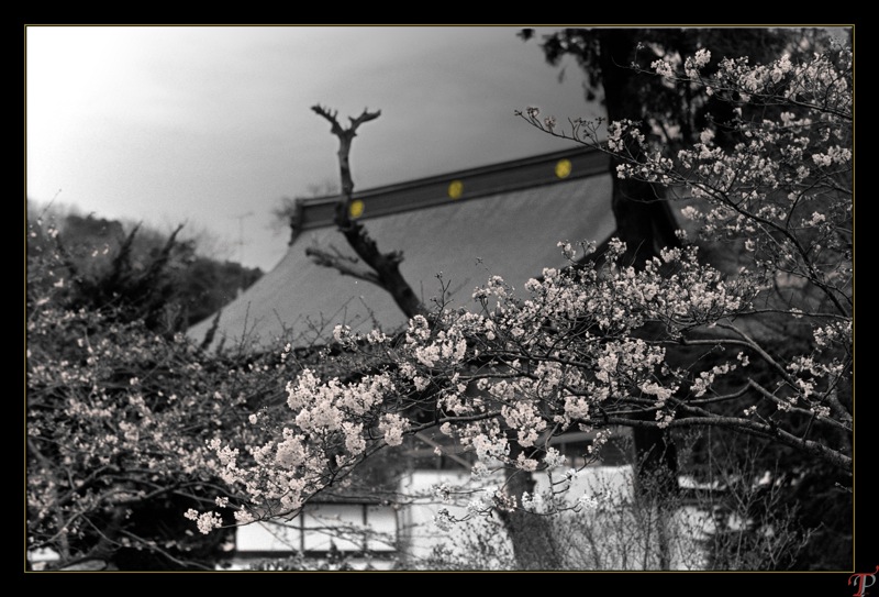 sakura tempel