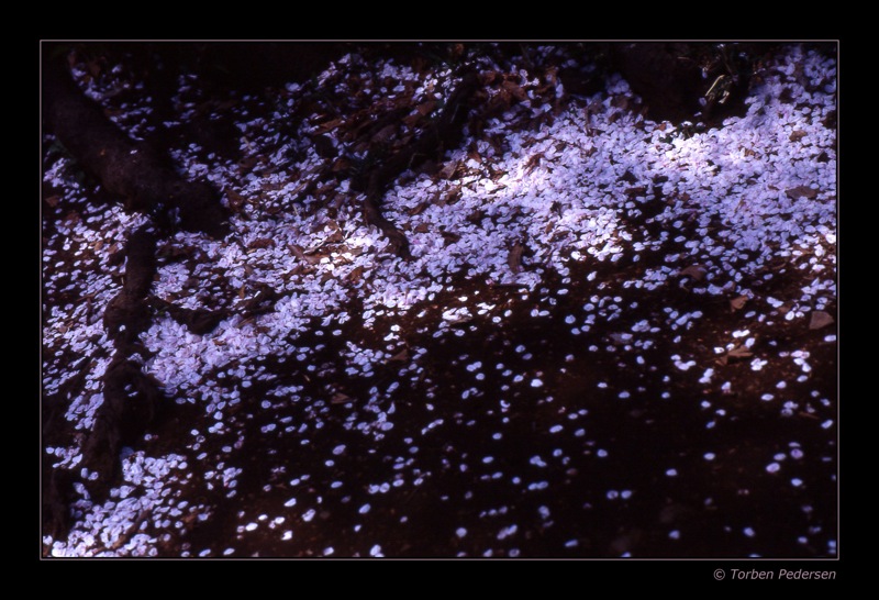 sakura2-01